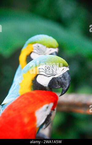 Eine Gruppe von bunten Aras, die die Samen in einer Reihe beobachten. Im Zoo von sri lanka. Selektiver Fokus Stockfoto