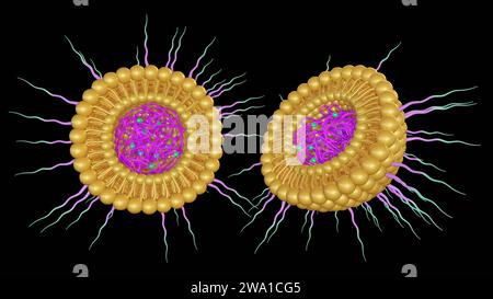 3D-Rendering von lipidbeschichteten Polymeren Nanopartikeln konjugiertem Poly-Ethylenglykol zur Arzneimittelverabreichung Stockfoto