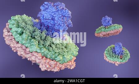 3D-Rendering von Nanodisc besteht aus Phospholipiden und Einem stabilisierenden Gürtel, der die Phospholipide zusammenhält. Stockfoto