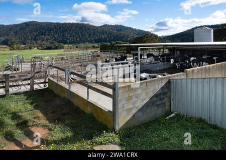 Kuhstall im Freien auf einer Milchfarm in Zentral-Tasmanien, Australien Stockfoto