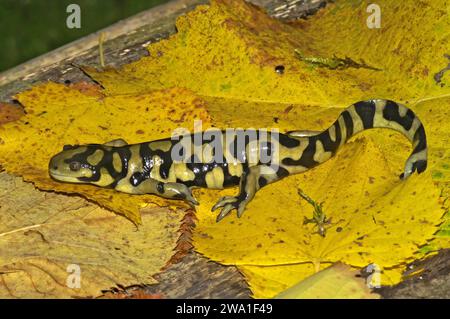 Detaillierte natürliche Nahaufnahme des gegrillten Tigersalamanders, Ambystoma mavortium auf gelb gefallenen Blättern Stockfoto