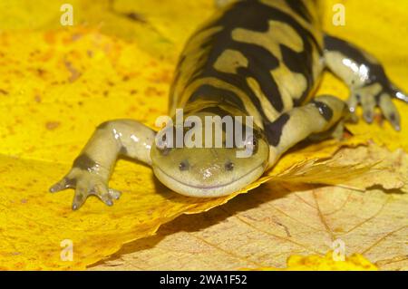 Detaillierte natürliche vertikale Nahaufnahme des vergitterten Tigersalamanders, Ambystoma mavortium auf gelb gefallenen Blättern Stockfoto