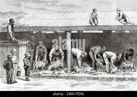 Schafscheren auf einer Tierfarm, Bendigo. Victoria, Australien. Sechs Monate in Australien 1878 von Desire Charnay (1828 - 1915) Stich aus dem 19. Jahrhundert aus Le Tour du Monde 1880 Stockfoto