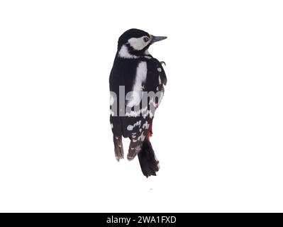 Großspecht (Dendrocopos Major) isoliert auf weißem Hintergrund Stockfoto
