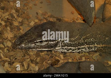 Natürliche Nahaufnahme auf einem Gelbfleckenmonitor oder einem New Guinea Argus Monitor Varanus panoptes horni in einem Terrarium Stockfoto