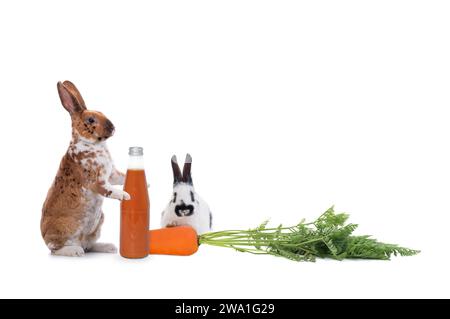 Kaninchen stehen mit einer Flasche Karottensaft isoliert auf weißem Hintergrund Stockfoto