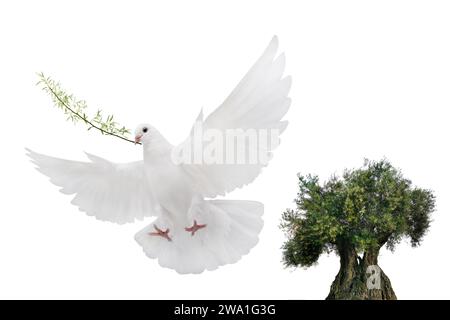 Olivenbaum und weiße Taube fliegen mit Olivenzweig in seinem Schnabel isoliert auf weißem Hintergrund Stockfoto