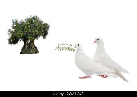 Olivenbaum und weiße Tauben mit Olivenzweig isoliert auf weiß Stockfoto