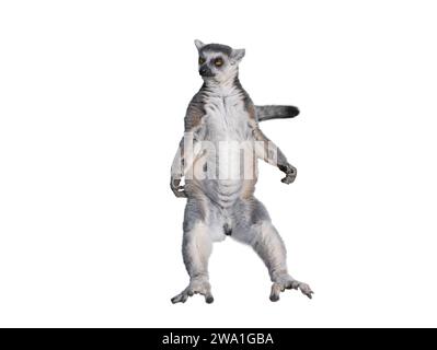 Lemur, der in der Sonne sitzt und sich sonnt, isoliert auf weißem Hintergrund Stockfoto