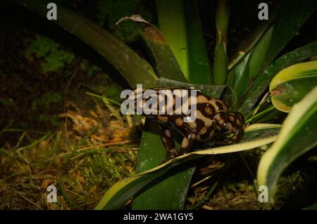 Detaillierte Nahaufnahme einer mittelamerikanischen braunen Form von grünem und schwarzem Giftpfeilfrosch, Dendrobates auratus in einem Terrarium Stockfoto