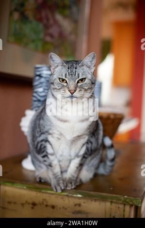 Porträt einer erwachsenen, grau, silber, schwarz-weiß gestreiften amerikanischen Kurzhaarkatze, die aufrecht sitzt. Stockfoto