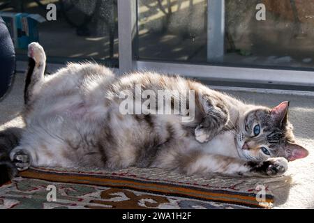 Eine flauschige, grau-weiß gestreifte Hauskatze liegt im Sonnenschein auf ihrer Seite und legt ihren pelzbedeckten Bauch frei. Stockfoto