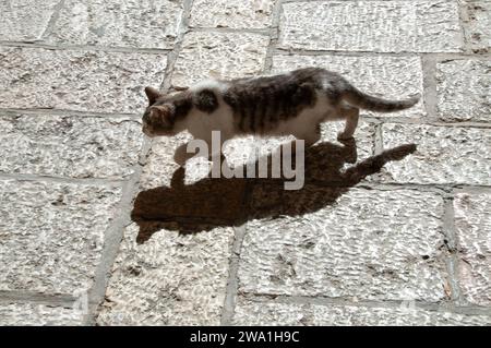 Eine Erwachsene, wilde Straßenkatze aus Jerusalem, die bei Sonnenschein über einen gepflasterten Bürgersteig spaziert. Stockfoto