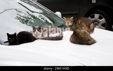 Vier verschiedene Straßenkatzen aus Jerusalem ruhen in der Sonne und der Wärme der Motorhaube eines weißen Autos. Stockfoto