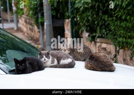 Vier verschiedene Straßenkatzen aus Jerusalem ruhen in der Sonne und der Wärme der Motorhaube eines weißen Autos. Stockfoto