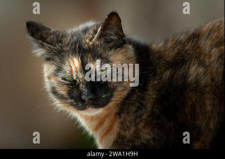 Porträt einer wunderschönen, orangen und schwarzen, erwachsenen, wilden Jerusalem Straßenkatze. Stockfoto