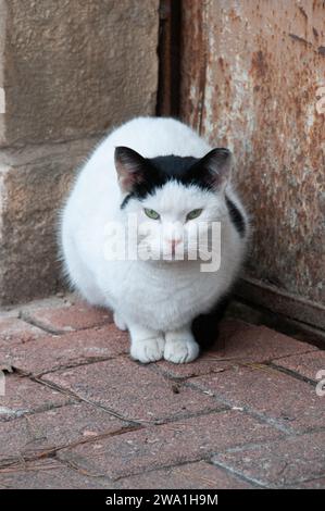 Porträt einer erwachsenen, wilden Straßenkatze aus Jerusalem mit weißem Gesicht und Pfoten und schwarzen Ohren, die auf einem Bürgersteig sitzt. Stockfoto