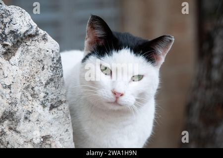 Porträt einer erwachsenen, wilden Straßenkatze aus Jerusalem mit weißem Gesicht und Pfoten und schwarzen Ohren, die hinter einem großen Felsen hinausschaut. Stockfoto