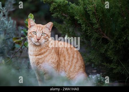 Porträt einer orangen, erwachsenen, wilden Straßenkatze aus Jerusalem, die in einem öffentlichen Park zwischen Pflanzen sitzt. Stockfoto