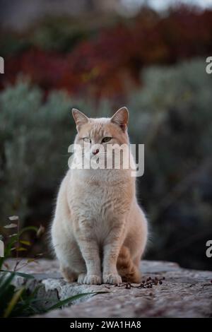 Porträt eines schönen, friedlichen, wilden, orangen Erwachsenen, wilde Jerusalem Straßenkatze, die in einem Garten ruht. Stockfoto