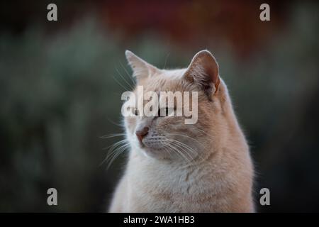 Porträt eines schönen, friedlichen, wilden, orangen Erwachsenen, wilde Jerusalem Straßenkatze, die in einem Garten ruht. Stockfoto