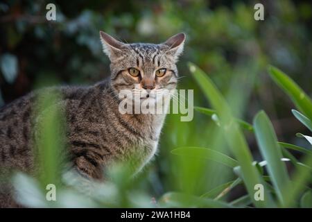 Porträt einer grauen, erwachsenen, wilden Jerusalem-Straßenkatze, die in einem öffentlichen Park zwischen Pflanzen sitzt. Stockfoto