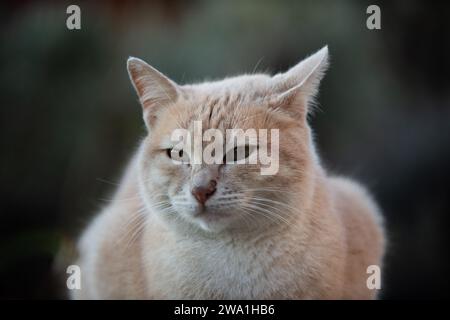 Porträt eines schönen, friedlichen, wilden, orangen Erwachsenen, wilde Jerusalem Straßenkatze, die in einem Garten ruht. Stockfoto