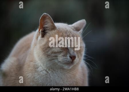 Porträt eines schönen, friedlichen, wilden, orangen Erwachsenen, wilde Jerusalem Straßenkatze, die in einem Garten ruht. Stockfoto