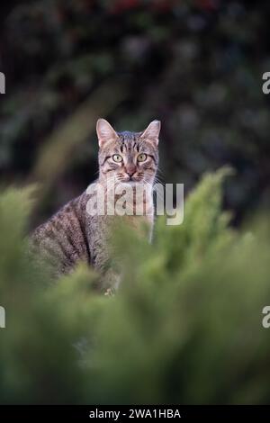 Porträt einer grauen, erwachsenen, wilden Jerusalem-Straßenkatze, die in einem öffentlichen Park zwischen Pflanzen sitzt. Stockfoto