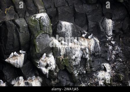 Möwen an den Klippen an der Küste auf der Halbinsel Snaefellsnes - Island Stockfoto