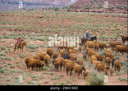 Viehtrieb auf einer Ranch, neben Canyonlands NP, UT Stockfoto