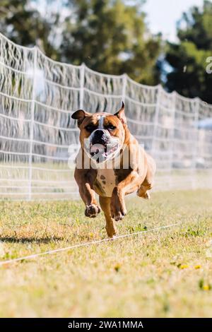 Happy American Bulldog Running Lure Course Hundesport in der Sonne Stockfoto