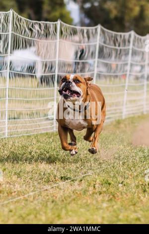 Happy American Bulldog Running Fast CAT Lure Coursing Hundesport Stockfoto