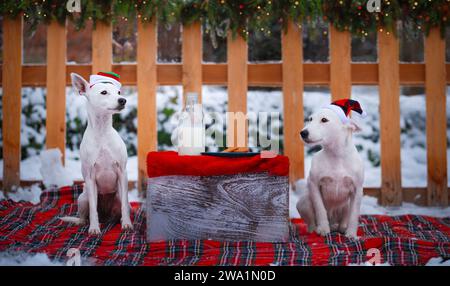 weihnachtsporträt von Hunden bei weihnachtlichen Erfrischungen. Stockfoto