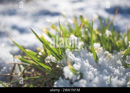 Grünes Gras wächst durch den Schnee in der Nähe, Frühling, schmelzender Schnee. Stockfoto