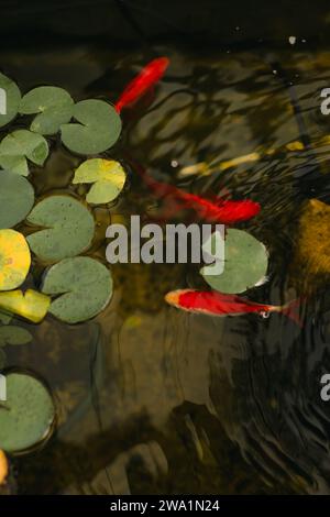 Nahaufnahme von Koi-Fischen, die entlang Lilly-Pads in einem Koi-Teich schwimmen Stockfoto