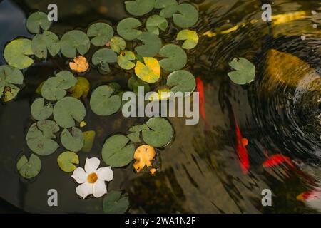 Hinterhof Koi Teich mit Fischen schwimmen zwischen lilly Pads Stockfoto