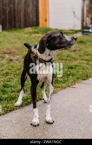 Dunkler Duft Hund gemischte Rasse macht Lärm an nassem regnerischem Tag Stockfoto