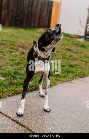 Hundehund Mischling-Hündchen heulen an einem nassen regnerischen Tag Stockfoto