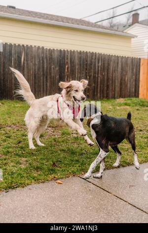 Zwei Hunde (Golden Retriever und Hound Mix) spielen im Regen Stockfoto