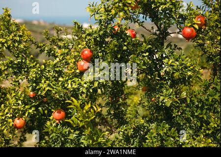 Reife Granatapfelfrüchte, die bei Sonnenschein auf Baumzweigen wachsen Stockfoto