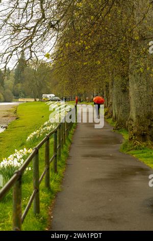 Blick flussaufwärts des Flusses mit Narzissen am Flussufer. Eine Frau mit einem roten Schirm läuft den Fußweg entlang des Flusses Ness & Ness Walk i Stockfoto