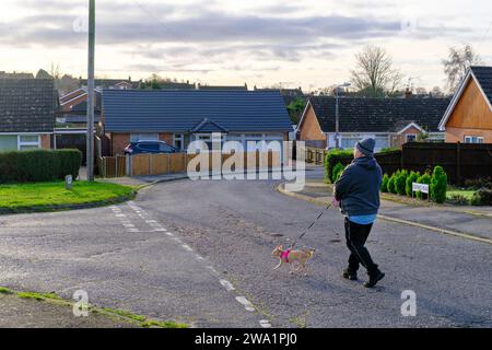 Ein Mann überquert an einem frischen Wintermorgen die Straße und geht mit einem Chihuahua-Hund mit einem knalligen pinkfarbenen Gurtzeug. Claydon Barham Suffolk Dezember 2023. Stockfoto