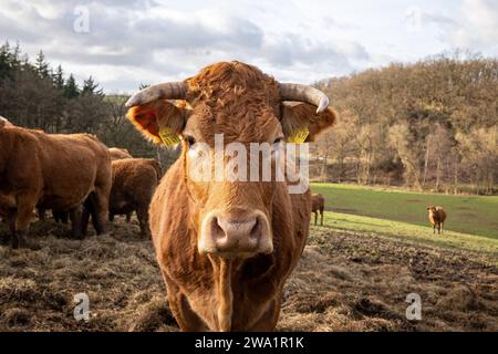 Kühe und Rinder auf der Weide 30.12.2023,Selters: Symbolfoto, Symbolbild, Illustrationsfoto, Illustrationsbild Idyllische Szene mit einer Herde von Kühen oder Rindern, die friedlich auf einer grünen Weide Grasen. Die Tiere, typischer Vertreter der Landwirtschaft, sind in einer natürlichen, ländlichen Umgebung zu sehen. Selters im Taunus Hessen Deutschland *** Kühe und Rinder auf Weide 30 12 2023,Selters Symbolfoto, Symbolfoto, Illustrationsfoto, Illustrationsfoto Idylle Szene mit einer Herde Kühe oder Rinder friedlich auf einer grünen Weide weiden die Tiere, typische Vertreter des Ackerbaus Stockfoto