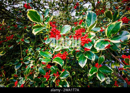 Immergrüner, variierender stechpalme (weiblich) Ilex x altaclerensis „Golden King“ kleiner Baum/Sträucher mit wachsartigen hellroten Beeren und Laub und Blättern Stockfoto