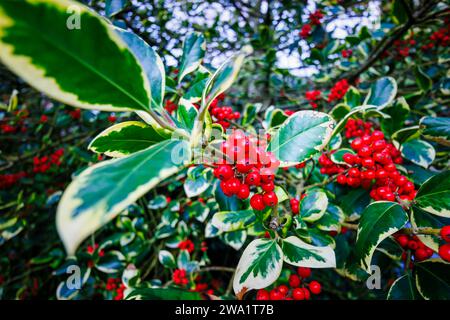 Immergrüner, variierender stechpalme (weiblich) Ilex x altaclerensis „Golden King“ kleiner Baum/Sträucher mit wachsartigen hellroten Beeren und Laub und Blättern Stockfoto