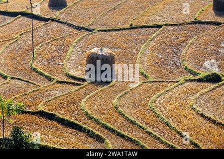 Landschaft mit Heuhaufen in typischen Reisterrassen in Punakha, Bhutan, berühmt für die Reiszucht, die nach der Ernte im Herbst gesehen wird Stockfoto