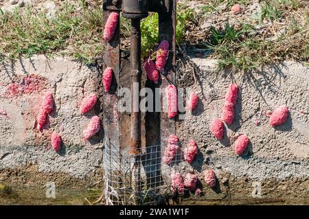 Apfelschneckeneier an der Wand, pomacea insularum, Ebro Delta, Katalonien, Spanien Stockfoto