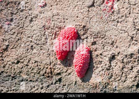 Apfelschneckeneier an der Wand, pomacea insularum, Ebro Delta, Katalonien, Spanien Stockfoto