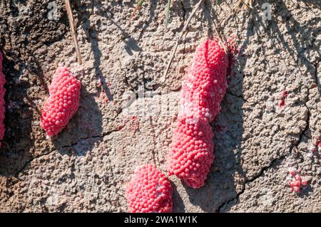 Apfelschneckeneier an der Wand, pomacea insularum, Ebro Delta, Katalonien, Spanien Stockfoto